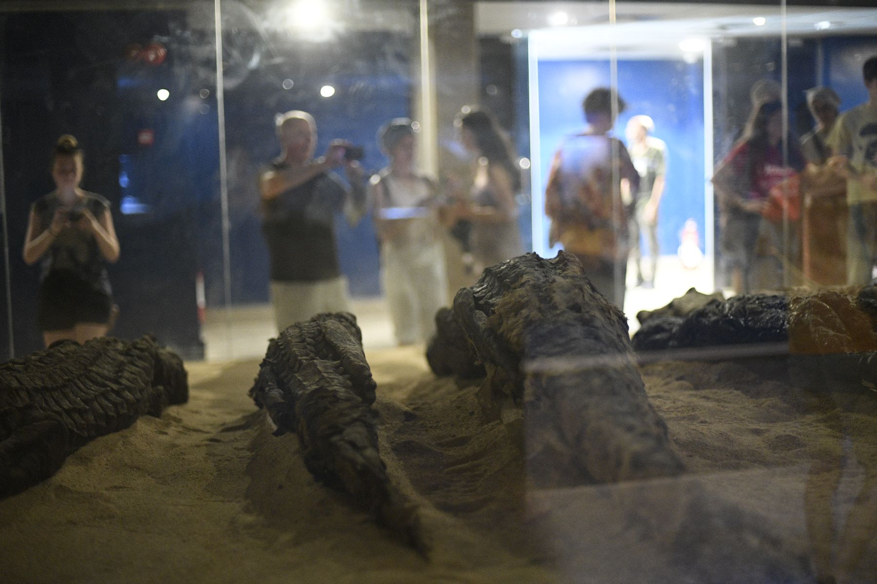 DSC4816 - ©copyright Marco Giardini