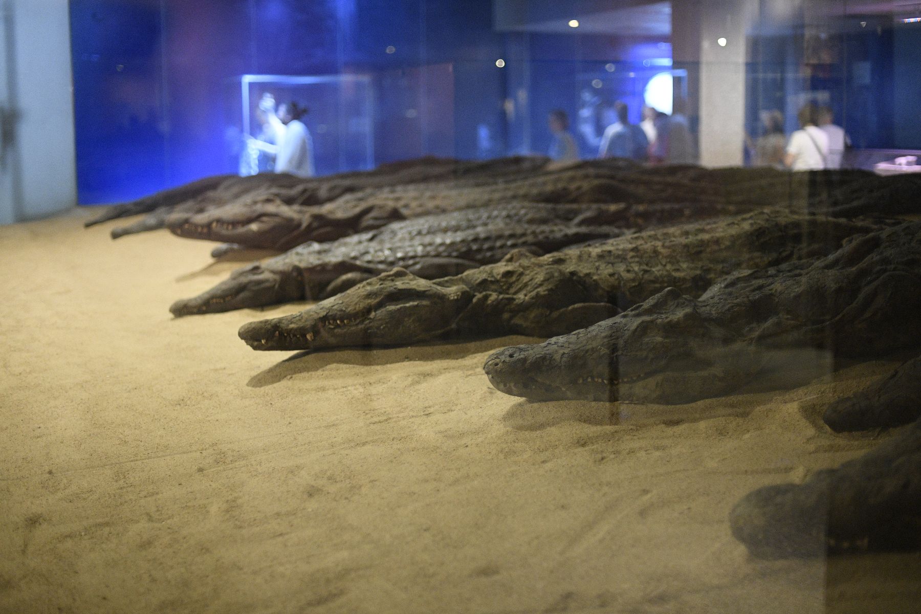 DSC4819 - ©copyright Marco Giardini