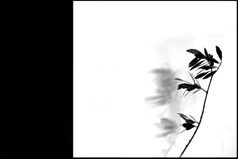 ©copyright Marco Giardini