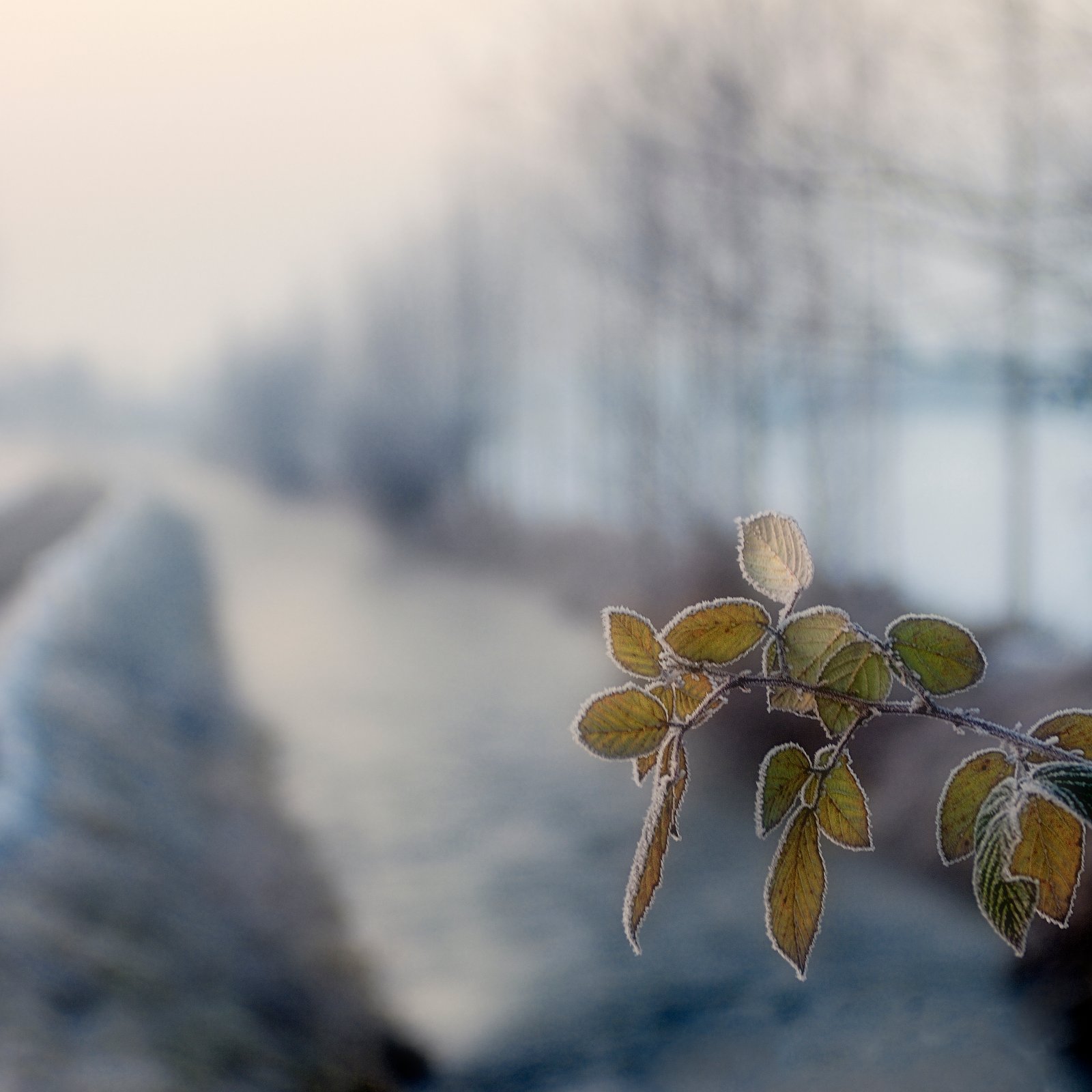 50x50 - ©copyright Marco Giardini